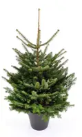 Echte Nordmann kerstboom potgedrukt 125/150 cm - afbeelding 1