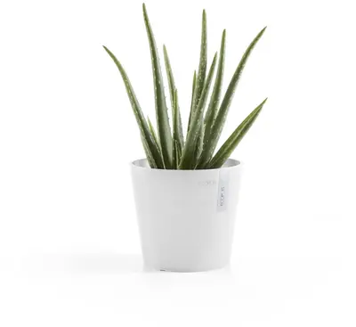 Ecopots kunststof bloempot amsterdam 17x14.7 cm puur wit     - afbeelding 6
