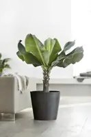 Ecopots kunststof bloempot amsterdam 40x35 cm donker grijs     - afbeelding 4