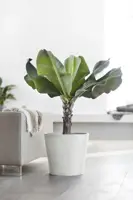 Ecopots kunststof bloempot amsterdam 40x35 cm puurwit     - afbeelding 4
