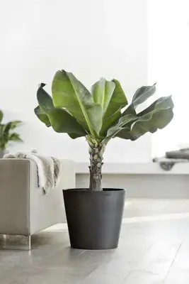 Ecopots kunststof bloempot amsterdam 50x44 cm donker grijs     - afbeelding 4