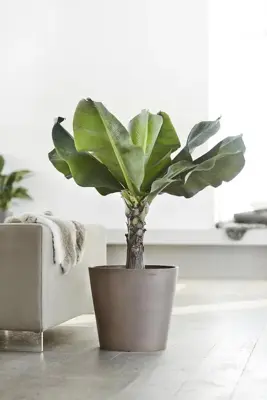Ecopots kunststof bloempot amsterdam 50x44 cm taupe     - afbeelding 4