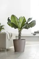 Ecopots kunststof bloempot amsterdam 50x44 cm taupe     - afbeelding 4