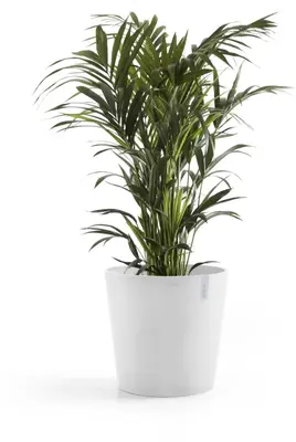 Ecopots kunststof bloempot amsterdam 60x54.8 cm puurwit     - afbeelding 8