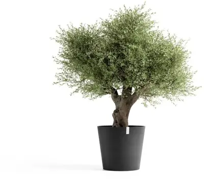 Ecopots kunststof bloempot amsterdam 70x61.3 cm donkergrijs     - afbeelding 2