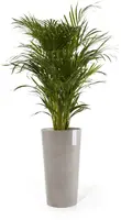 Ecopots kunststof bloempot amsterdam hoog 34x66 cm taupe     - afbeelding 9