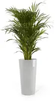 Ecopots kunststof bloempot amsterdam hoog 34x66 cm witgrijs     - afbeelding 2