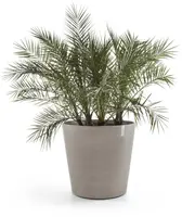 Ecopots kunststof bloempot amsterdam met wielen 100.2x88.7 cm taupe     - afbeelding 2