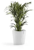 Ecopots kunststof bloempot amsterdam met wielen 70x61.3 cm puurwit     - afbeelding 8