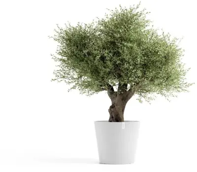 Ecopots kunststof bloempot amsterdam met wielen 70x61.3 cm puurwit     - afbeelding 2