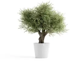Ecopots kunststof bloempot amsterdam met wielen 70x61.3 cm puurwit     - afbeelding 2