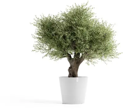 Ecopots kunststof bloempot amsterdam met wielen 70x61.3 cm puurwit     - afbeelding 7