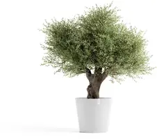Ecopots kunststof bloempot amsterdam met wielen 70x61.3 cm puurwit     - afbeelding 7