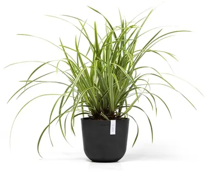Ecopots kunststof bloempot oslo 19x16.5 cm donkergrijs - afbeelding 4