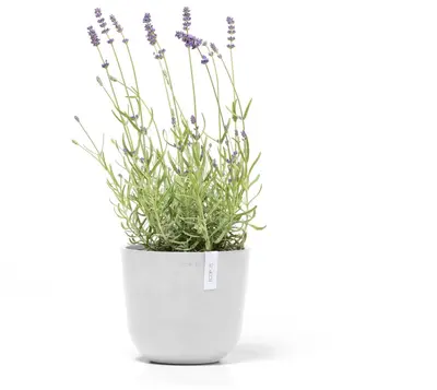 Ecopots kunststof bloempot oslo 19x16.5 cm puurwit - afbeelding 2