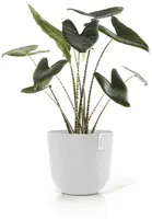 Ecopots kunststof bloempot oslo 45x39.2 cm puurwit - afbeelding 8