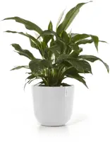 Ecopots kunststof bloempot oslo 45x39.2 cm puurwit - afbeelding 2