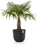 Ecopots kunststof bloempot oslo 55x48.5 cm donkergrijs - afbeelding 6
