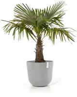 Ecopots kunststof bloempot oslo 55x48.5 cm grijs     - afbeelding 2