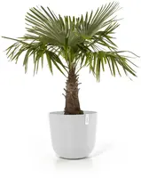 Ecopots kunststof bloempot oslo 55x48.5 cm puurwit - afbeelding 2