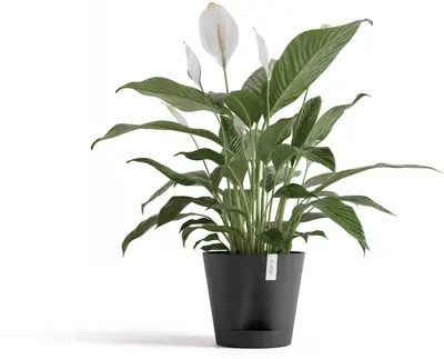 Ecopots kunststof bloempot venice 2 20x17.7 cm donkergrijs     - afbeelding 2