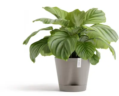 Ecopots kunststof bloempot venice 2 30x27.5 cm taupe     - afbeelding 5