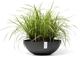Ecopots kunststof bloempot vienna 50x18 cm donkergrijs     - afbeelding 6