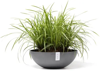 Ecopots kunststof bloempot vienna 50x18 cm grijs     - afbeelding 5