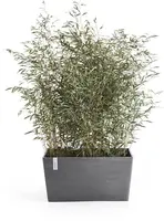 Ecopots kunststof plantenbak paris 100x32x49cm grijs     - afbeelding 2