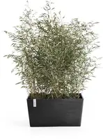 Ecopots kunststof plantenbak paris 100x46.4x51cm donkergrijs     - afbeelding 2