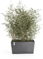 Ecopots kunststof plantenbak paris 80x38x40.5cm grijs     - afbeelding 6
