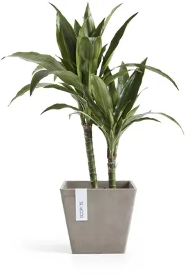 Ecopots kunststof plantenbak rotterdam 20x20x17.5 cm taupe     - afbeelding 8