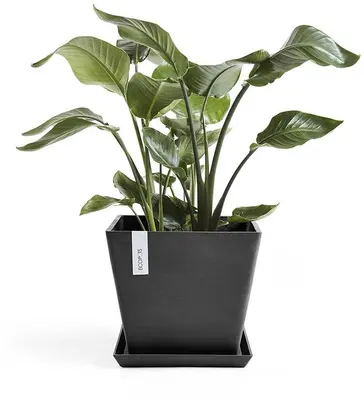 Ecopots kunststof plantenbak rotterdam 30x30x26 cm donkergrijs     - afbeelding 4