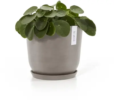 Ecopots kunststof schotel 21x2.5 cm taupe     - afbeelding 2