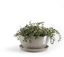 Ecopots kunststof schotel 21x2.5 cm taupe     - afbeelding 4