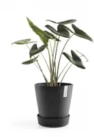 Ecopots kunststof schotel met wielen 28.7x8.3 cm donkergrijs     - afbeelding 2