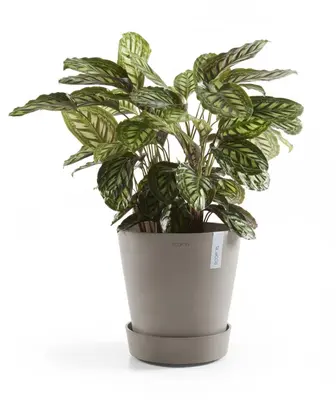 Ecopots kunststof schotel met wielen 28.7x8.3 cm taupe     - afbeelding 7