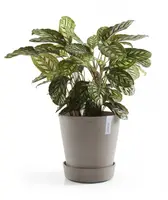 Ecopots kunststof schotel met wielen 28.7x8.3 cm taupe     - afbeelding 7
