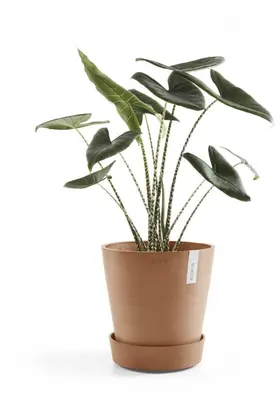 Ecopots kunststof schotel met wielen 28.7x8.3 cm terracotta     - afbeelding 3