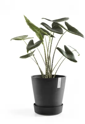 Ecopots kunststof schotel met wielen 41.6x9 cm donkergrijs     - afbeelding 2