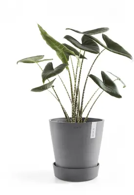 Ecopots kunststof schotel met wielen 41.6x9 cm grijs     - afbeelding 3