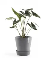 Ecopots kunststof schotel met wielen 41.6x9 cm grijs     - afbeelding 3