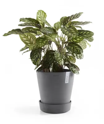 Ecopots kunststof schotel met wielen 41.6x9 cm grijs     - afbeelding 9