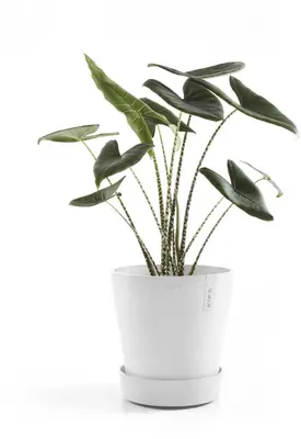 Ecopots kunststof schotel met wielen 41.6x9 cm puurwit     - afbeelding 2