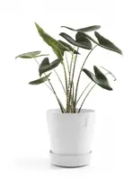 Ecopots kunststof schotel met wielen 41.6x9 cm puurwit     - afbeelding 2