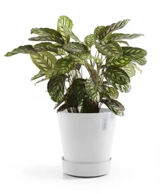 Ecopots kunststof schotel met wielen 41.6x9 cm puurwit     - afbeelding 8