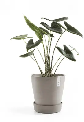 Ecopots kunststof schotel met wielen 41.6x9 cm taupe     - afbeelding 2