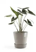 Ecopots kunststof schotel met wielen 41.6x9 cm taupe     - afbeelding 2