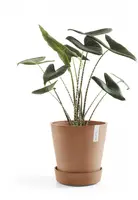 Ecopots kunststof schotel met wielen 41.6x9 cm terracotta     - afbeelding 3