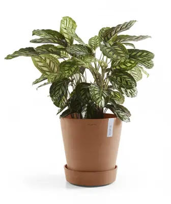 Ecopots kunststof schotel met wielen 41.6x9 cm terracotta     - afbeelding 8